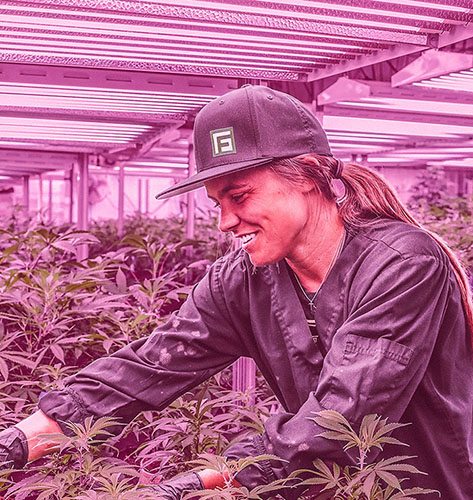 尊龙时凯工业大麻植物灯优势